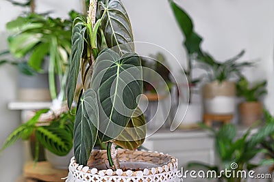 Close up of leaf of tropical `Philodendron Melanochrysum` houseplant Stock Photo