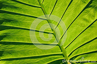 Close-up of leaf veins, giant elephant ear or green taro Stock Photo