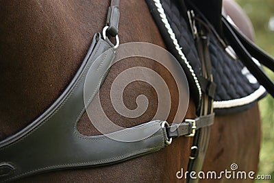 Close up of leather equine breastplate Stock Photo