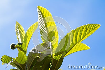 Close up of leaves in backlight of medlar tree on background blue sky Stock Photo