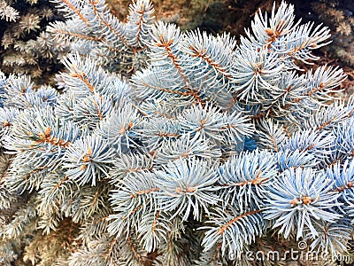 Close up leaves of blue spruce, tree in France Stock Photo