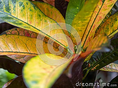 Close-up of the leaves of the Codiaeum variegatum gold plant Stock Photo