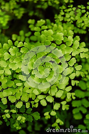 Close up leaves deatils of Black stem Maidenhair fern Adiantum Stock Photo