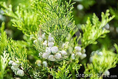 Close up leaves with fruits of cypress tree Stock Photo