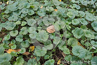 Closeup of leaves of Glechoma hederacea in October Stock Photo