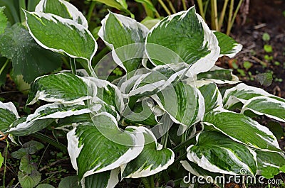 Close up of the leaves of the Hosta 'Patriot Stock Photo