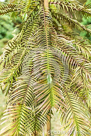 Close up of leaves and needles of Wollemi Pine, Wollemia nobilis Stock Photo