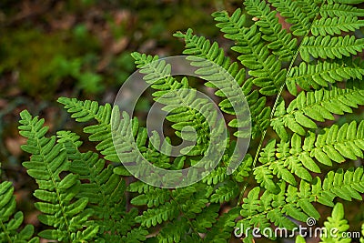Close-up leaves of the oldest plant ferns in the forest. Stock Photo