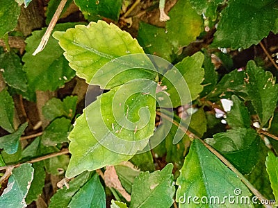 close up of the leaves of the plant Acalypha siamensis Stock Photo