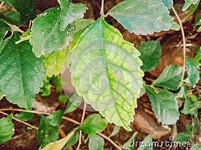 close up of the leaves of the plant Acalypha siamensis Stock Photo