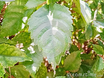 close up of the leaves of the plant Acalypha siamensis Stock Photo