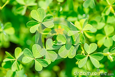 leaves shamrock plant in sunny day like background, St Patricks concept Stock Photo