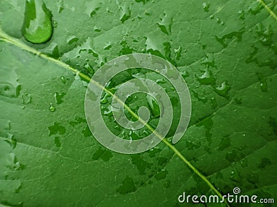 close up of leaves with wet water suitable for background Stock Photo