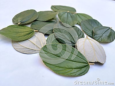 close up leaves of zyziphus mauritiana for health therapy on withe background Stock Photo