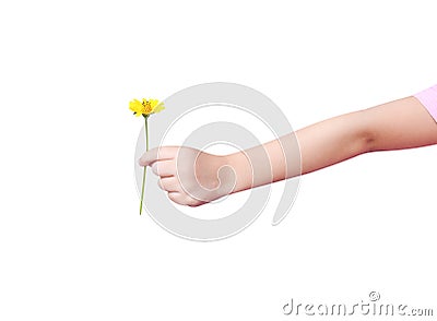 Left hand of asian little child giving single colorful flower sweet singapore daisy with love isolated on white background with Stock Photo