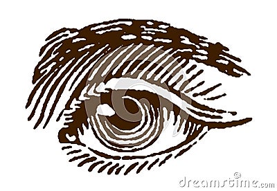 Close-up of a left human eye Vector Illustration