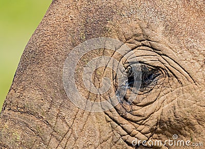 Close up of left profile of young elephant eye Stock Photo