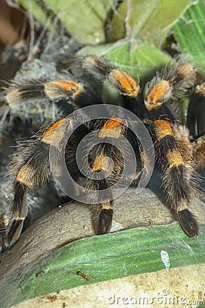 Close up legs Tarantula spider, Brachypelma Boehmei Stock Photo