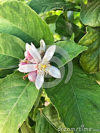 Close up of a Lemon Flower on Lemon Tree Stock Photo