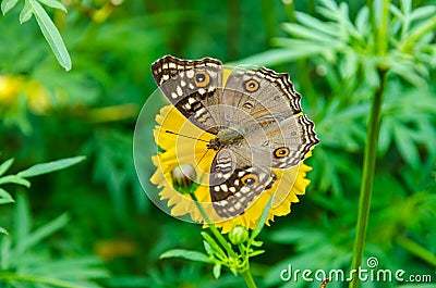 Close up Lemon Pansy butterfly Stock Photo