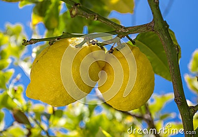 Close up of Lemons hanging from a tree in a lemon grove Stock Photo