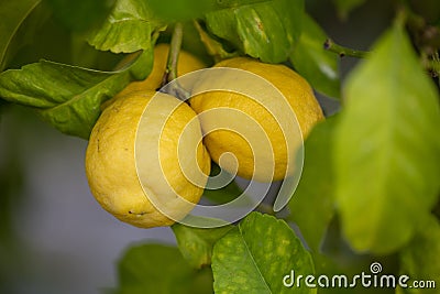 Close up of Lemons hanging from a tree in a lemon grove Stock Photo