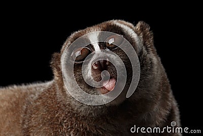 Close-up Lemur Slow Loris Isolated Black background Stock Photo