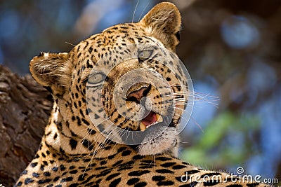 Close-up of Leopard Stock Photo