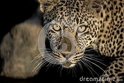 Close-up of a leopard drinking in river in Serengeti National P Stock Photo