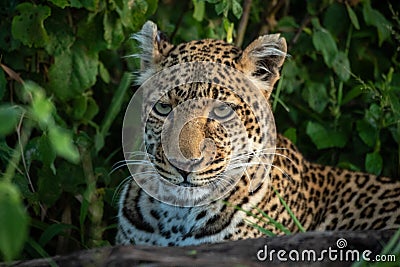 Close-up of leopard lying down in bushes Stock Photo