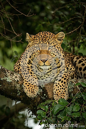 Close-up of leopard lying hunched on branch Stock Photo