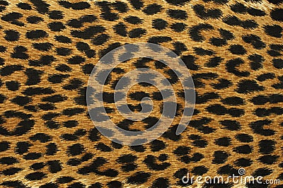 Close up leopard spot pattern Stock Photo