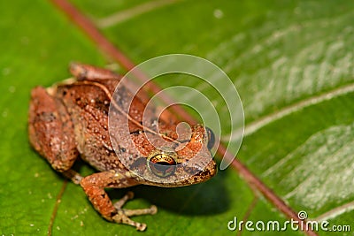 Lesser Antillean Whistling Frog Stock Photo