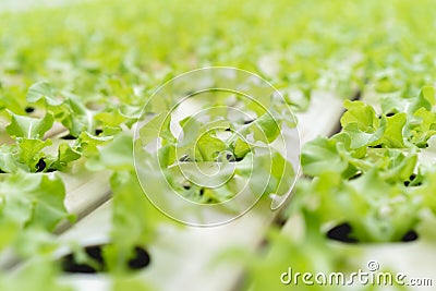 Close up lettuce in hydroponic farm background Stock Photo