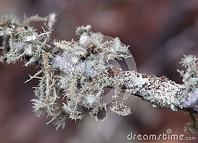 Close up of lichen covered branch including the pale green fruiting bodies of the Beard Lichen, Usnea, NSW, Australia Stock Photo