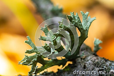 A close up of lichen Hypogymnia physodes on a old tree branch Stock Photo
