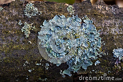 A close up of lichen Hypogymnia physodes on a old tree branch Stock Photo