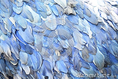 Close up on the light blue feathers of a bird Stock Photo