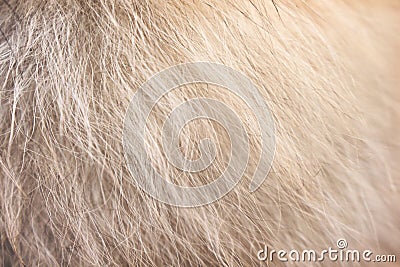 Light brown with white fluffy pomeranian dog fur patterns texture for background Stock Photo