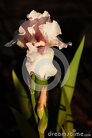 Close up of light pink iris Stock Photo