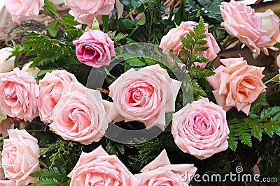 Light pink rose bouquet decorative with green fern mon background Stock Photo