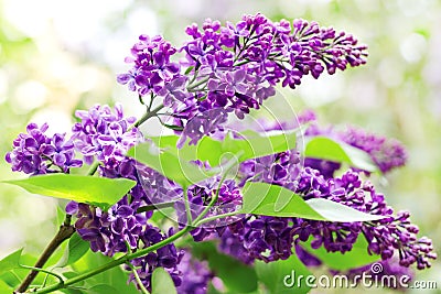 Close up of lilac branches Stock Photo