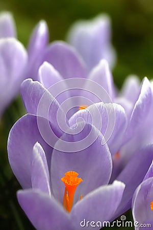 Close-up lilac crocus Stock Photo