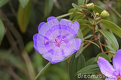 Close-up of a lilac flower, Caraca natural park, Minas Gerais, Brazil, Caraca natural Stock Photo