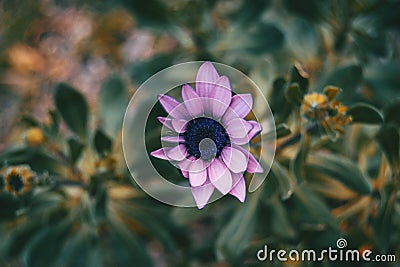 Close-up of lilac flower of osteospermum ecklonis in nature Stock Photo