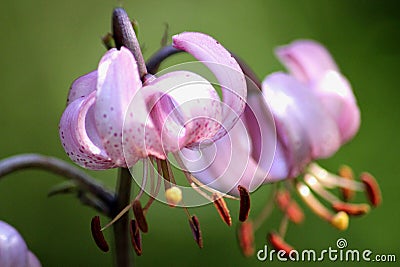 Lilium martagon Stock Photo