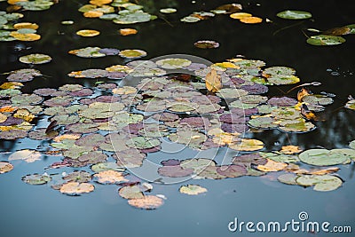 Close up on lilly flower and leaf on water Stock Photo