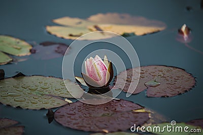 Close up on lilly flower on water Stock Photo