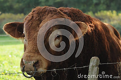 Close-Up Of Limousin bull Stock Photo