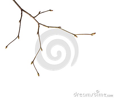 Close-up of Linden branch with young buds isolated on white background Stock Photo